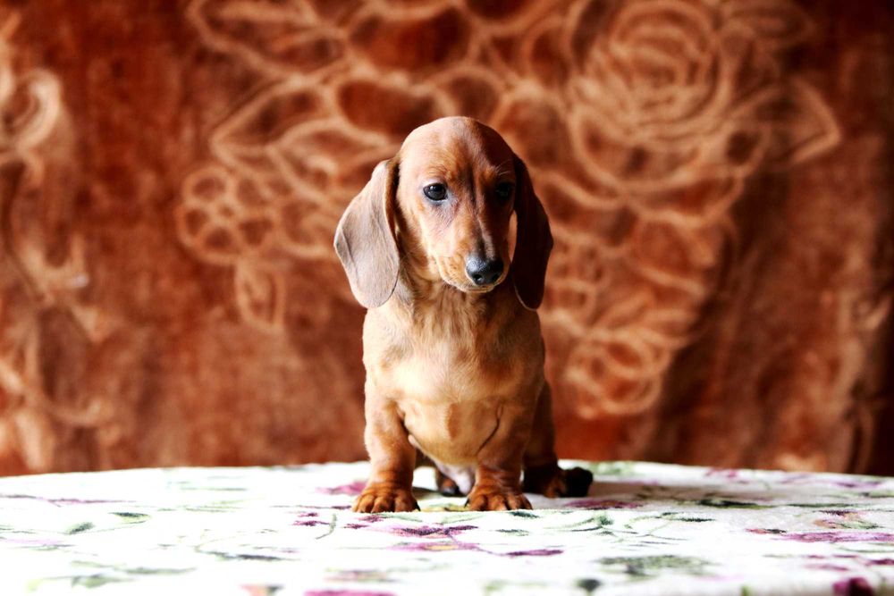 Jamnik króliczy krótkowłosy ZKwP/FCI cudny AMIGO