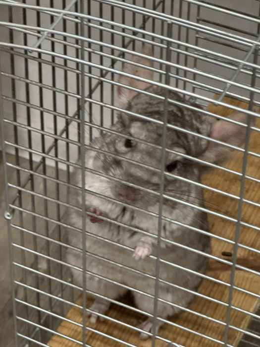 Шиншилла 1 рік, продам