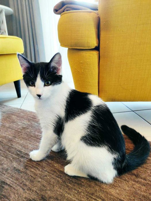 Uratowane Bezdomniaki - szukamy domów - Amber i Łatka !