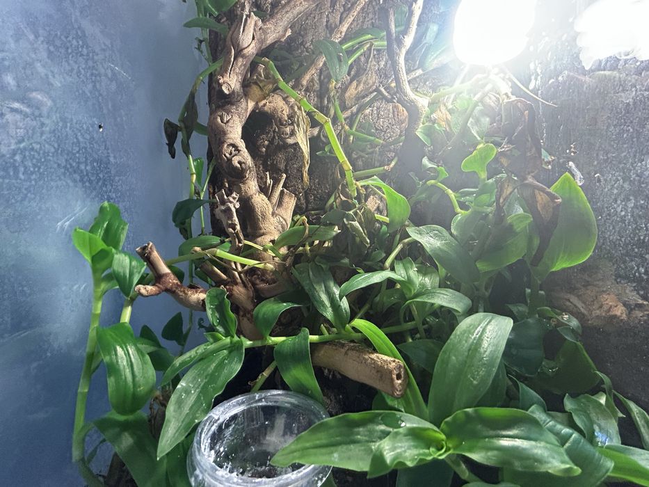 anolisa zielonego+terrarium
