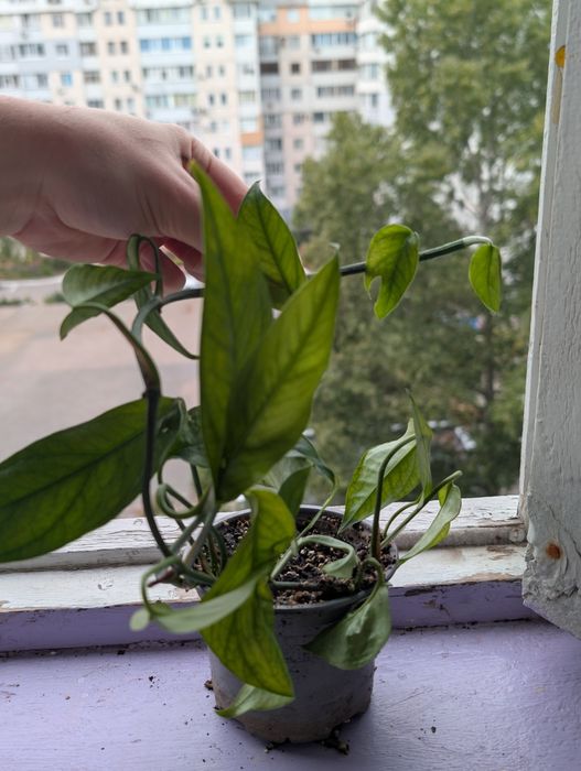 обміняю або продам 50грн піннатум