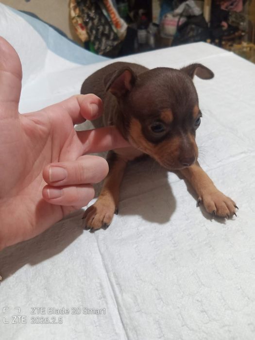 Шоколадный красавчик мальчик  из Харькова