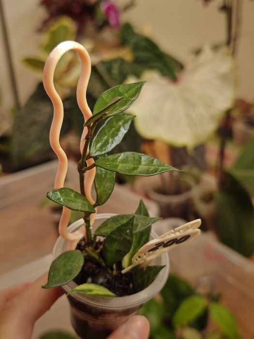 Suporte para plantas pequenas