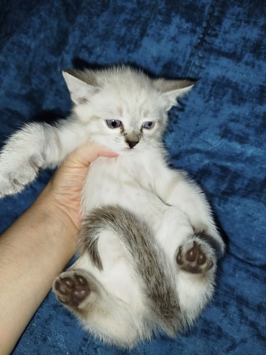Котята срібна шиншила