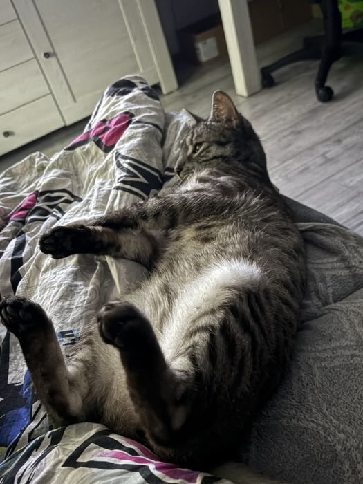 Kotek shiroo - do adopcji