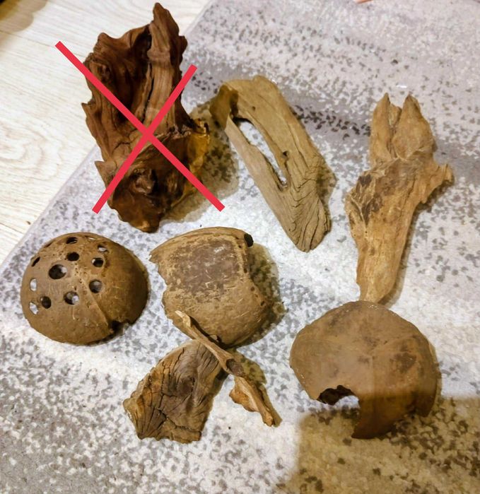 Zestaw korzeni mangranowca i kokosy