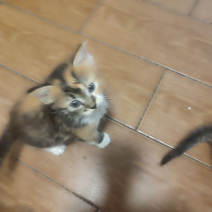 Котинята в добрі рукі
