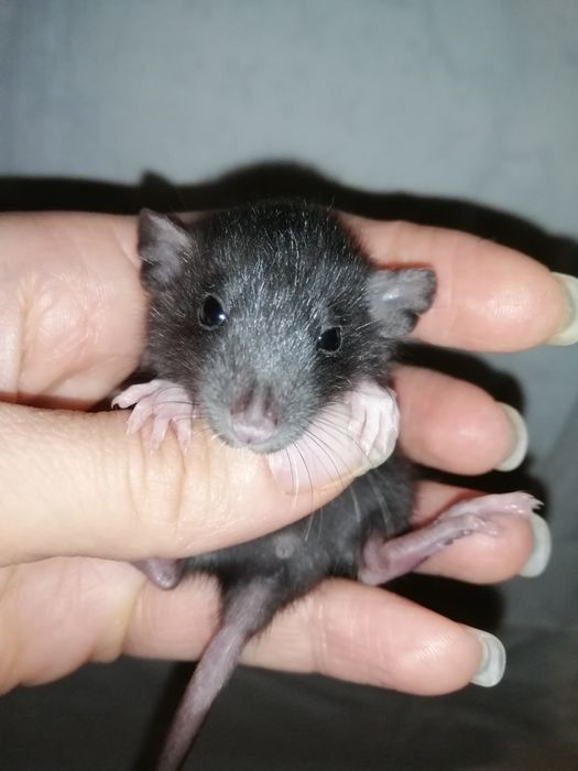 Крыса дамбо рекс, щурик,пацюч,крисята, декоративна криса
