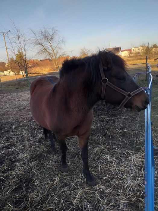 Sprzedam klacz Rasy Hoculskiej