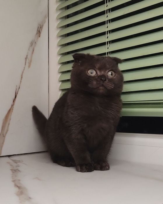 Чистокровна шотландська принцеса з ВАКЦИНАЦІЄЮ