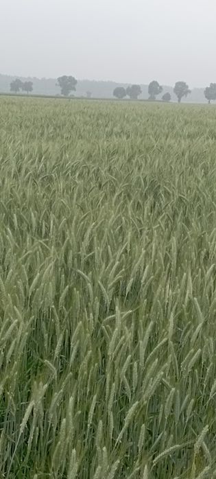 sprzedamsprzedam owies i pszenżyto