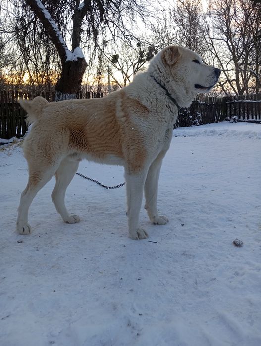 Пропоную для в'язки кобеля САО(Алабай)