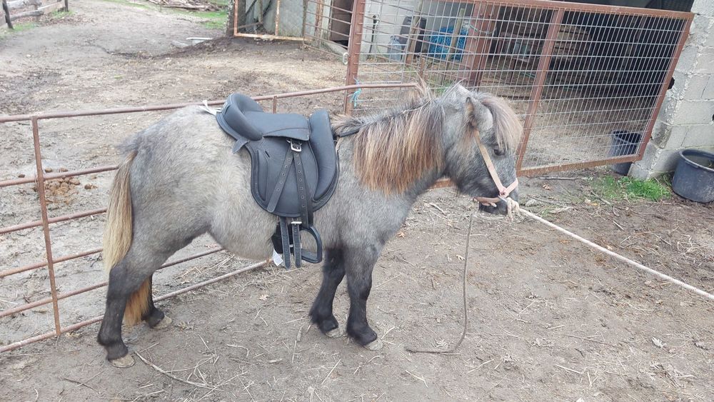 Ponei shetland com charrete