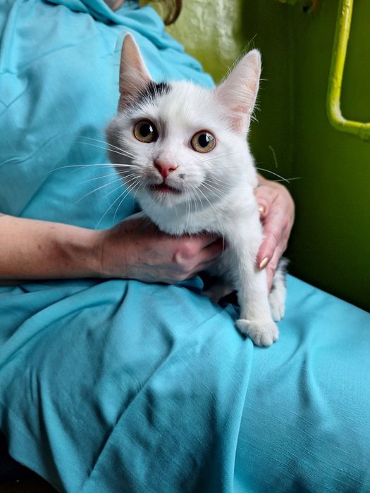 Стерилизованная чёрно-белая котенок девочка ищет дом! Котята в хорошие