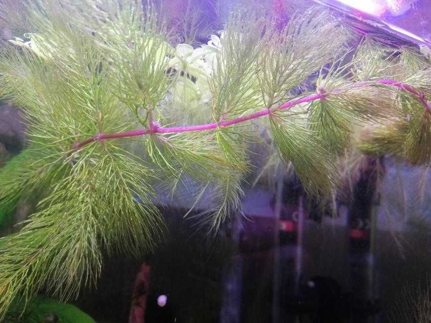 Продам роголистник кубинский красноствольный