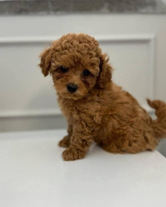 Гарна красуня дівчинка той пудель