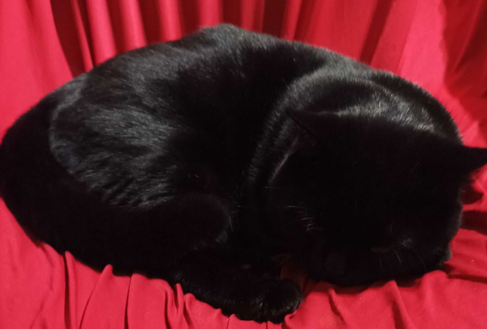 Вязка кота британский прямоухий кот