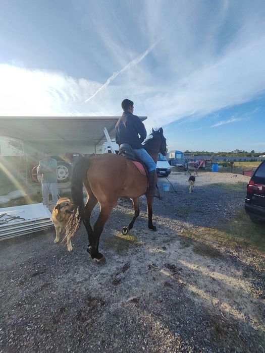 Cavalo muito bonito e meigo