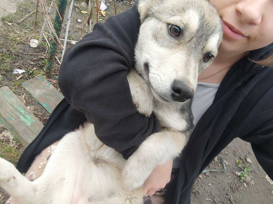 Цуценята в хороші руки