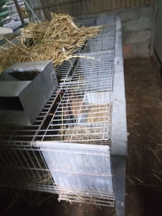 Venda de jaulas para coelhos