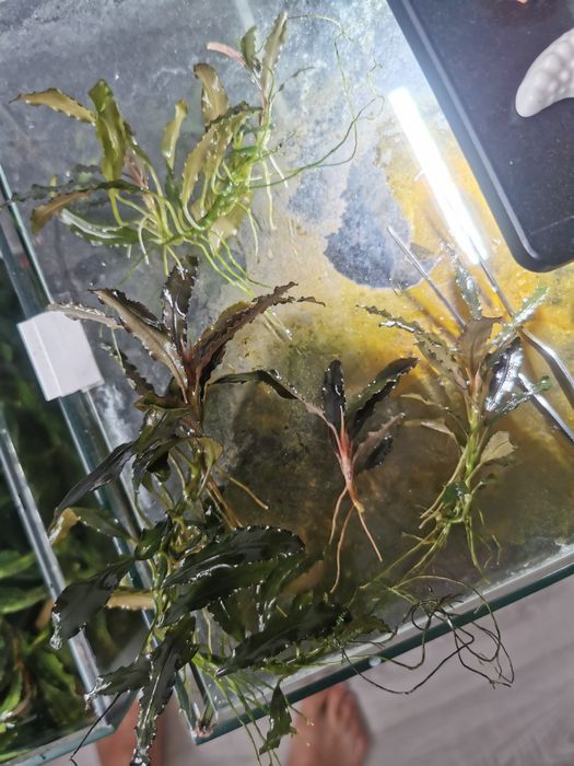 Roślina Bucephalandra