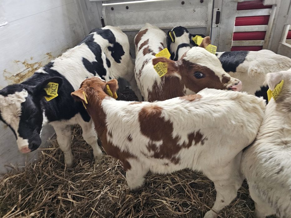 Sprzedam 6 cielaków byczki