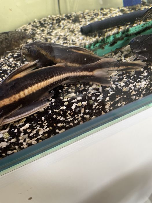 Zbrojnik 2 szt. grzebykopłetwy (Agamyxis) – Para 10 cm, unikat!