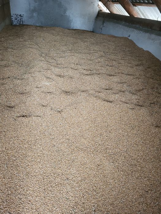 Pszenica pszenzyto zbiór 2025 okazja