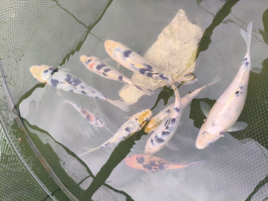 Vendo Carpas koi