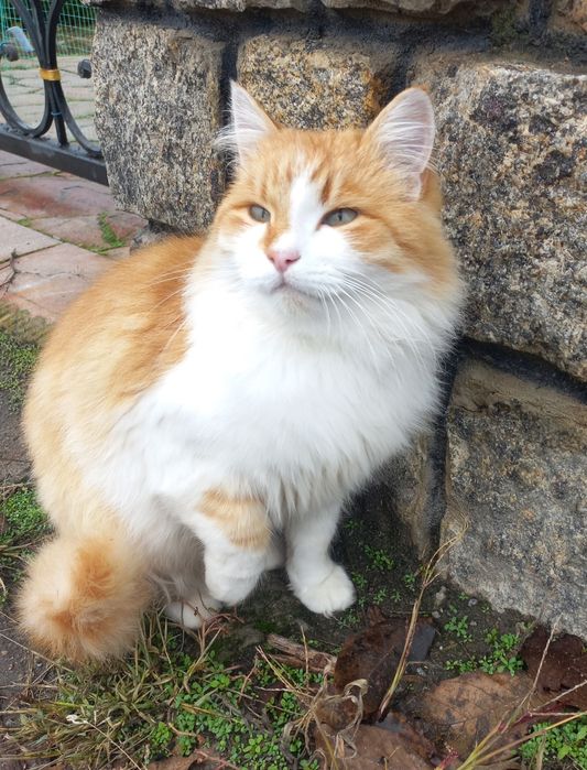 Молодий котик проситься в сім'ю