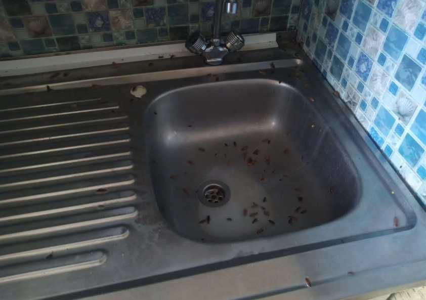 Обработка от тараканов профессиональная дезинфекция помещений