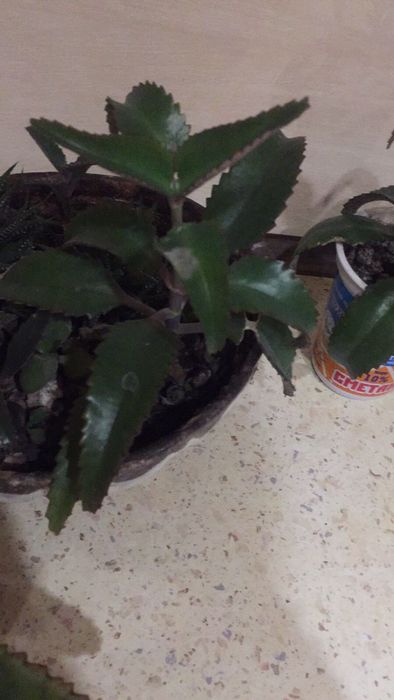 Каланхоэ - 3 года