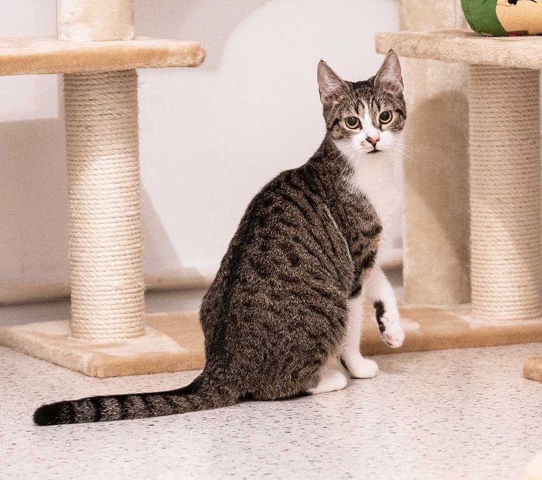 Kotka do adopcji - KLAWA, 1 rok