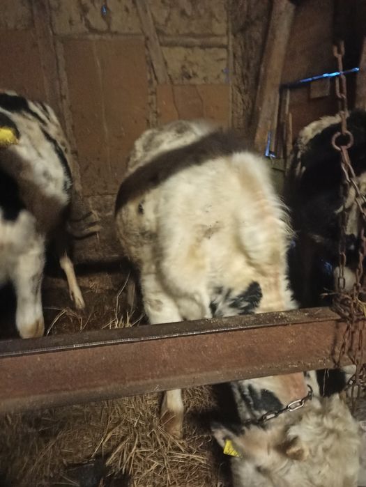 Ładny Byczek na sprzedaż