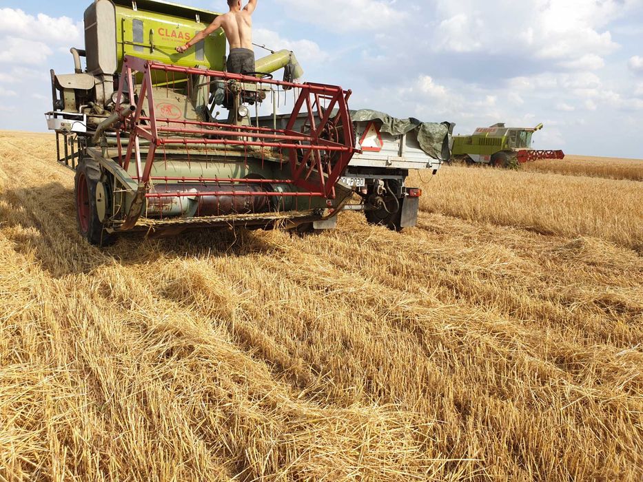 CLAAS Columbus 1958 - zabytkowy kombajn zbożowy, gotowy do pracy