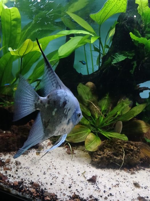 Escalar green smoke pinoy adulto ( Machos)