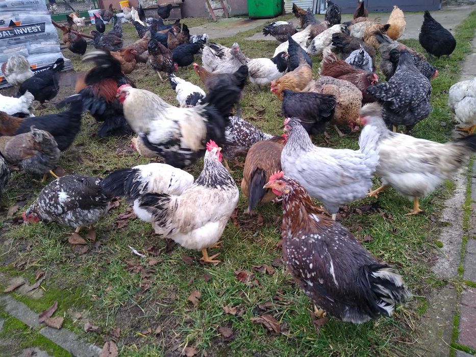 Jaja lęgowe, Wyandotte ceramiczne z miksami, wysyłkam