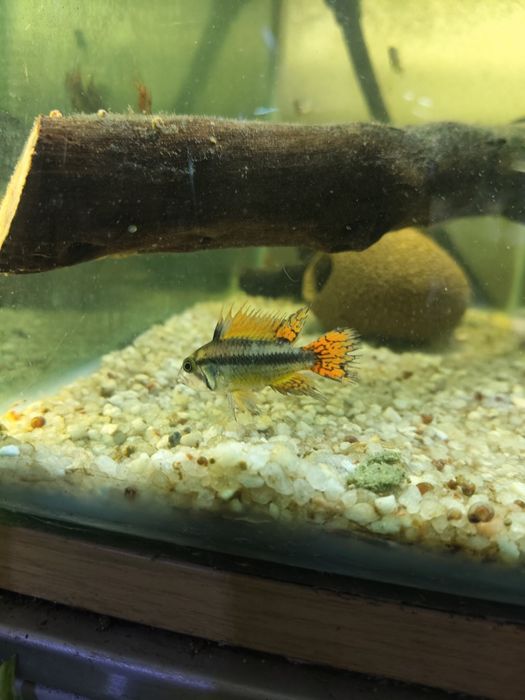 Apistogramma double red