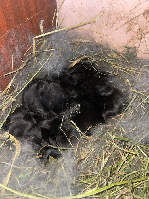 Продам Кролі Полтавське срібло та панон