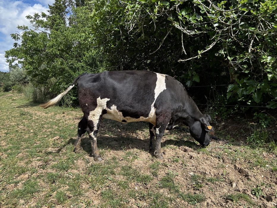 Vendo lote 5 vacas