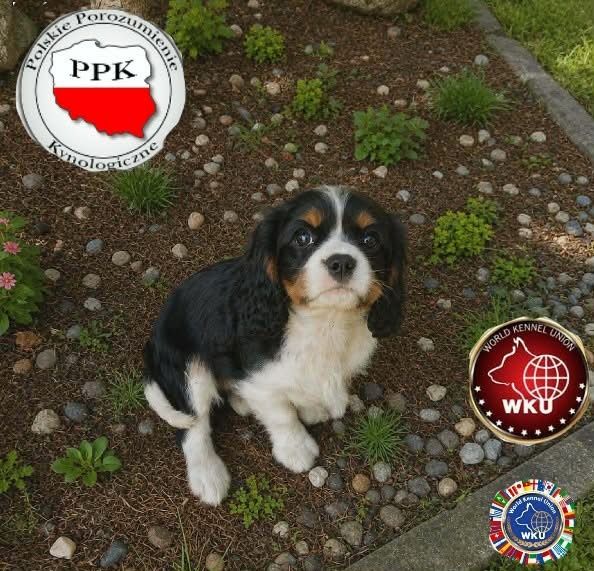 Gotowe już prawie do ODBIORU Cavalier King Charlis Spaniel