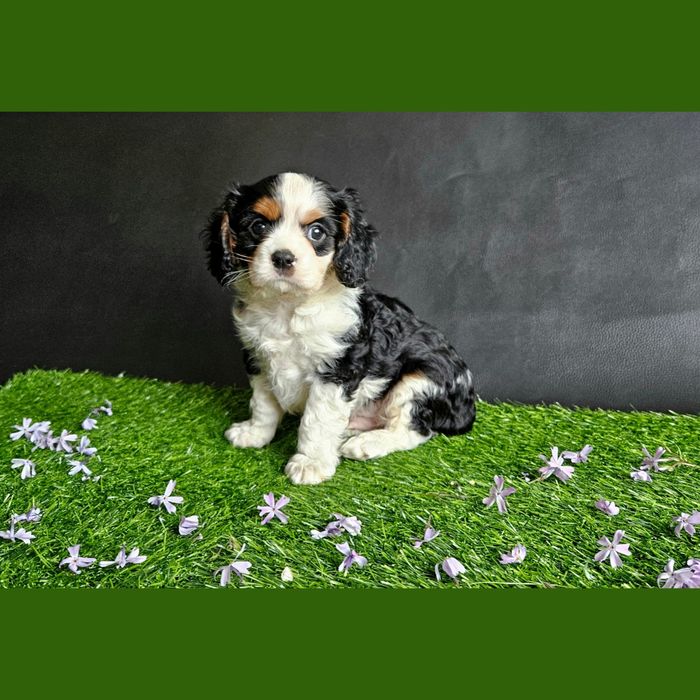 Cavalier King Charles Spaniel piesek szczeniaczek