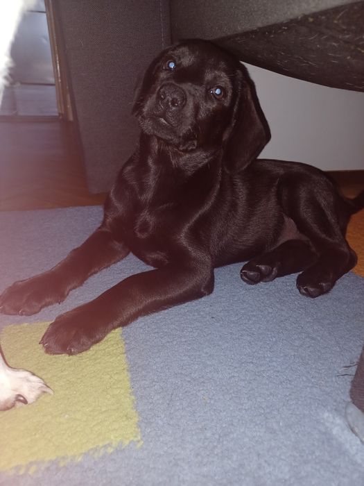 Oddam 3 miesięcznego pieska