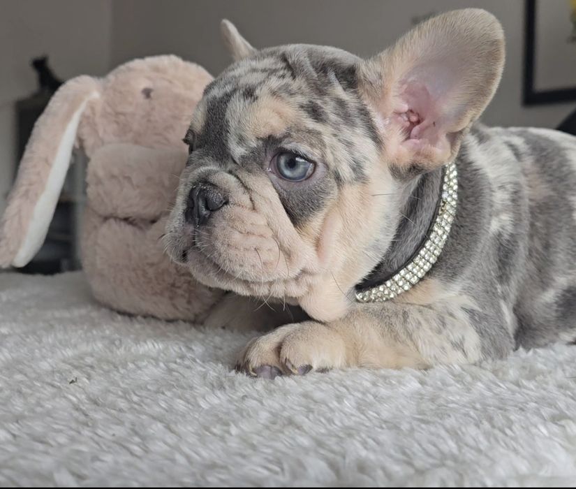 Bulldog Lilac exelente cor única rara