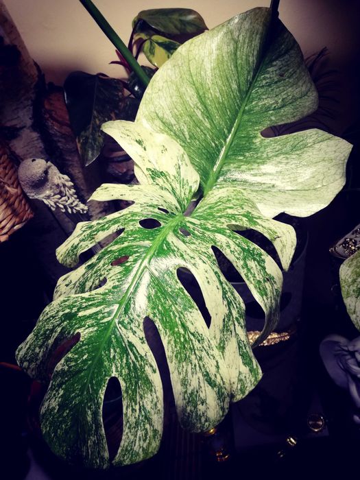 Monstera Mint Albo Variegata Kunzo White Monster NOWA platinum philode