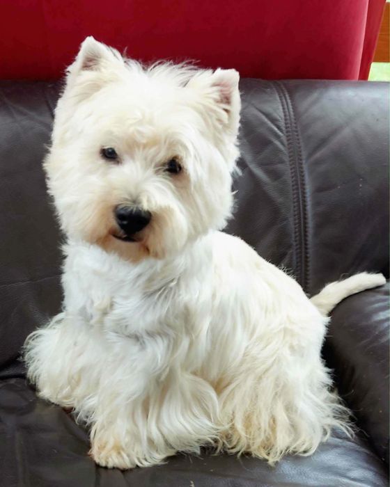 West Highland White Terrier ZKwP/FCI samiec, gotowy do odbioru