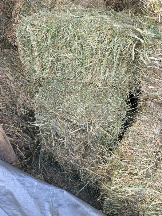 Продам тюки. Зерно. Кукурудза. Пшениця. Ячмінь