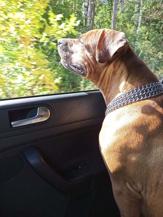 АмСтаф    В'язка