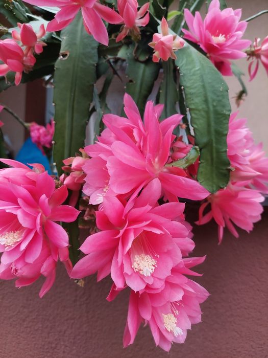 Epiphyllum rożowe sadzonki