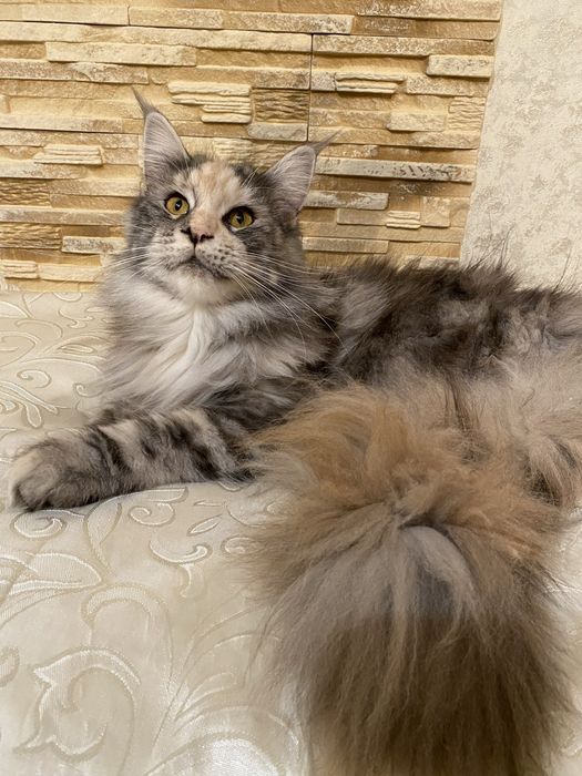 Мейн кун дівчинка